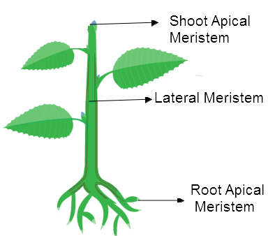 Meristematic Tissue Vector Illustration Labeled Educational Stock Images