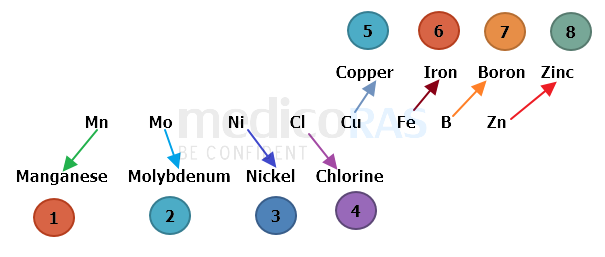 NCERT Micronutrients Mnemonic